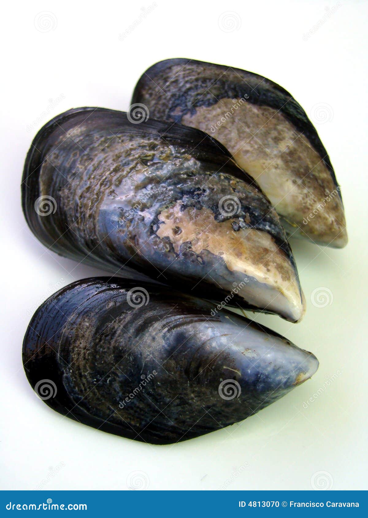 Fresh Wild Mussels stock photo. Image of caravana, steam 4813070