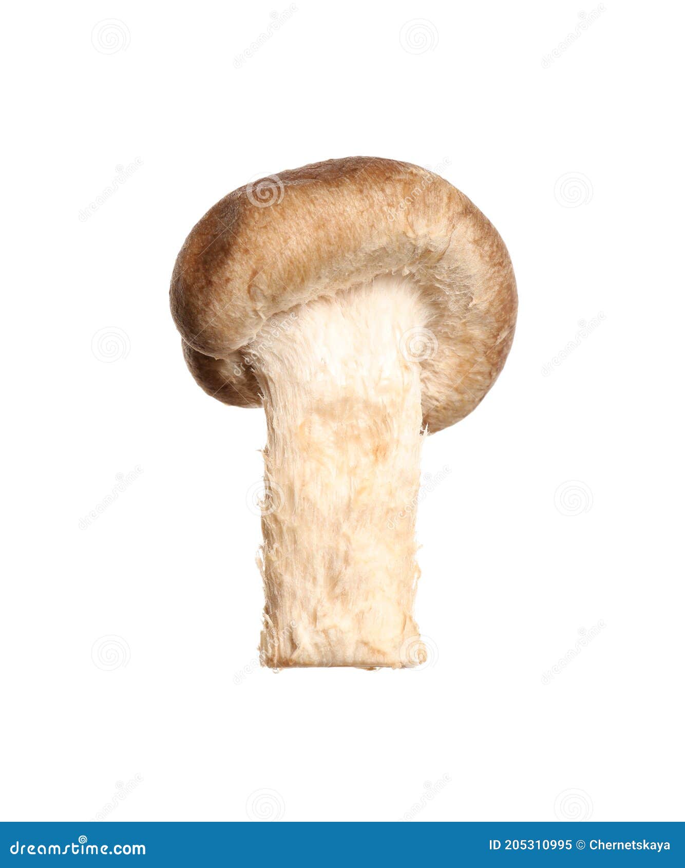 Fresh Wild Shiitake Mushroom Isolated on White Stock Image Image of
