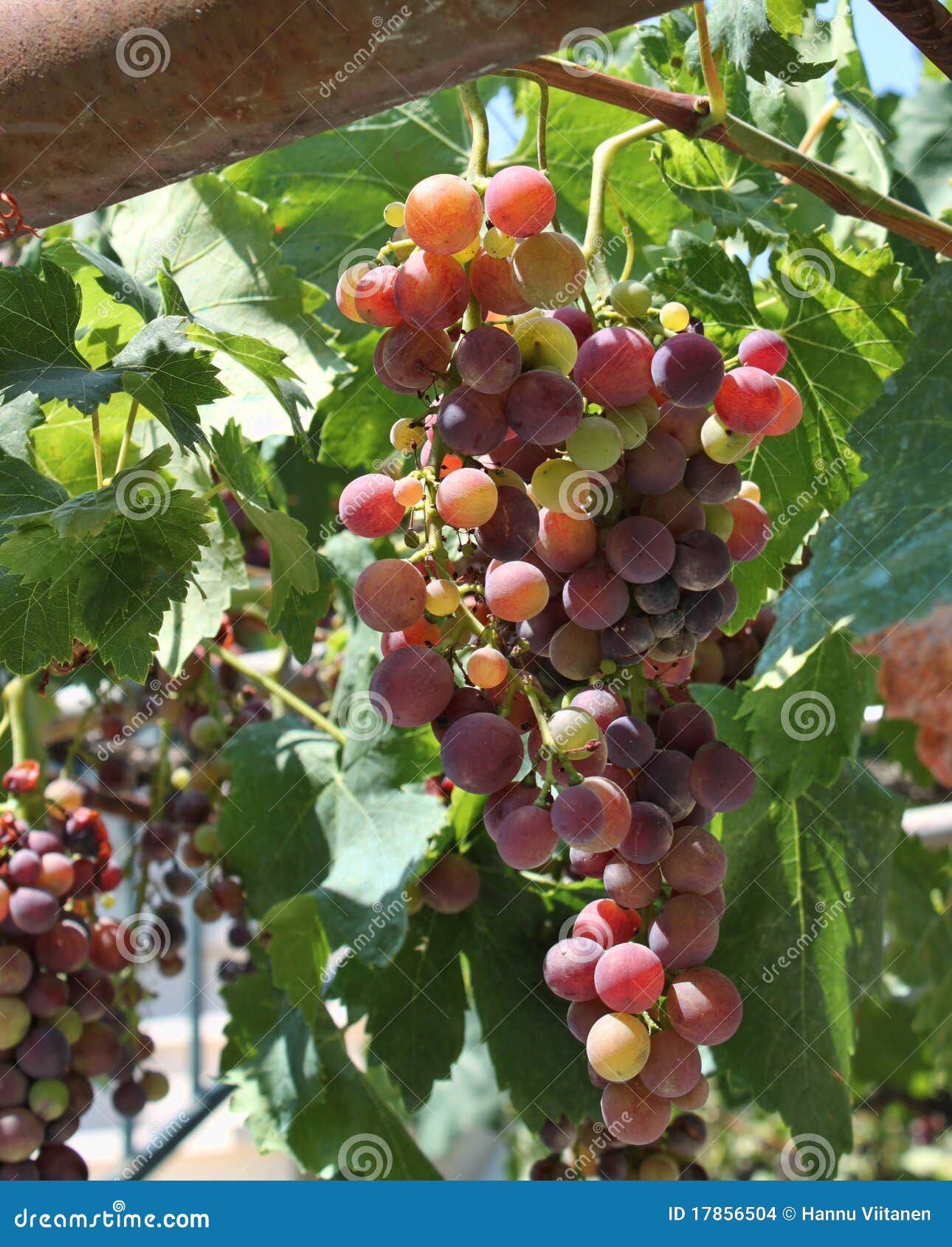 Fresh wine grapes stock photo. Image of natural, grow 17856504