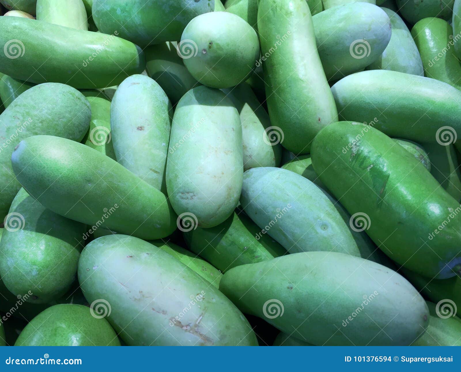 Fresh Winter Melons stock photo. Image of melon, white 101376594