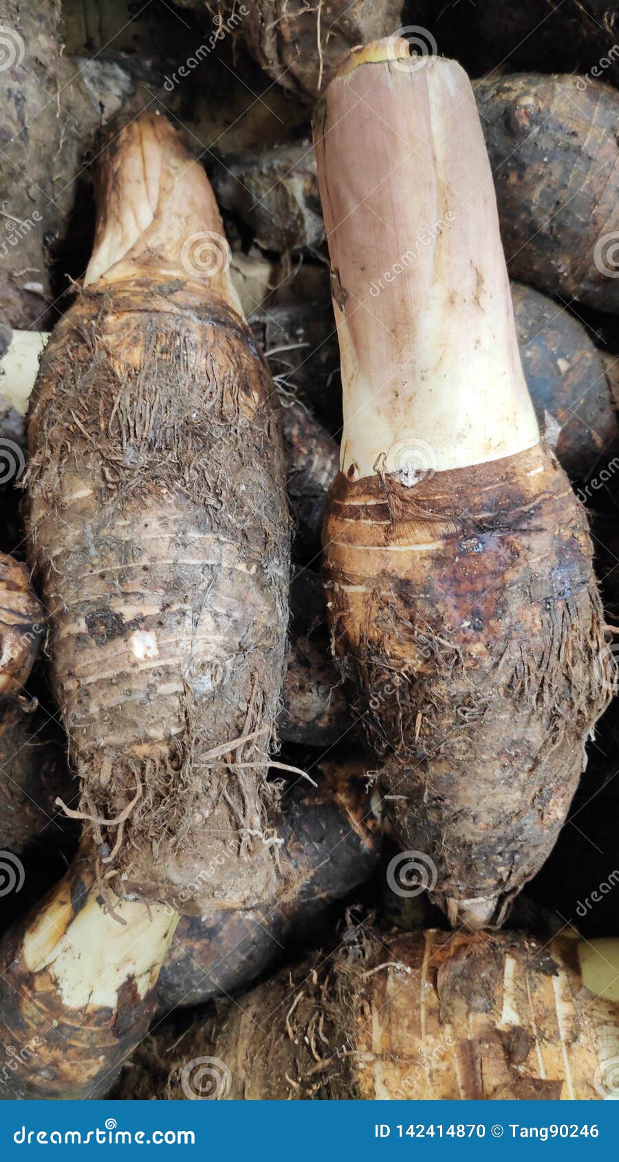 Fresh yam for cooking stock photo. Image of cooking 142414870