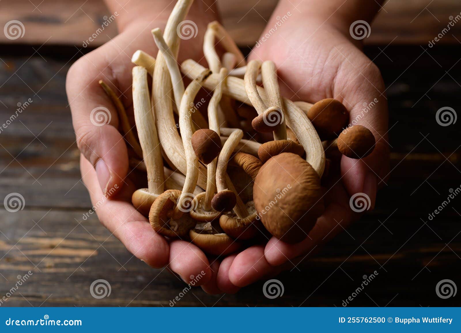 Fresh Yanagi Matsutake Mushroom Holding by Hand Stock Photo Image of