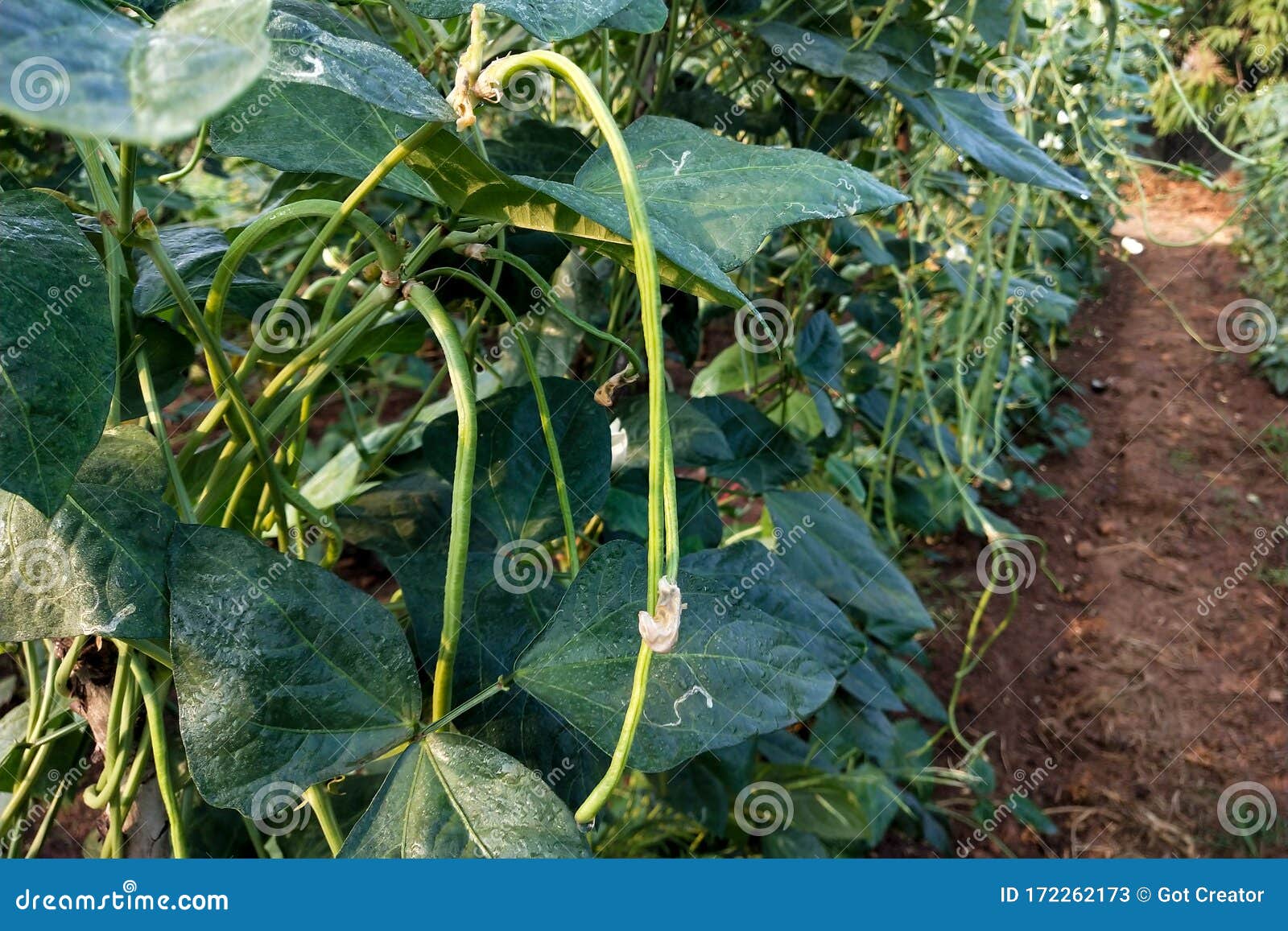 Fresh Yard Long Beans Bean in Garden Stock Image Image of field, eating 172262173
