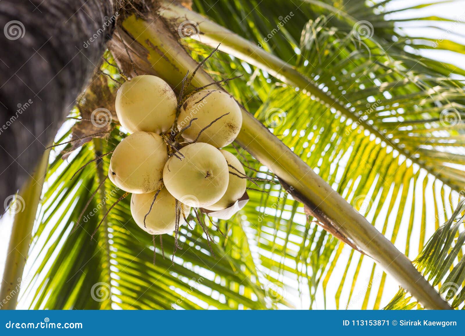 Fresh Yellow Coconut Fruit on the Tree Under the Setting Sun Stock Image Image of outdoor