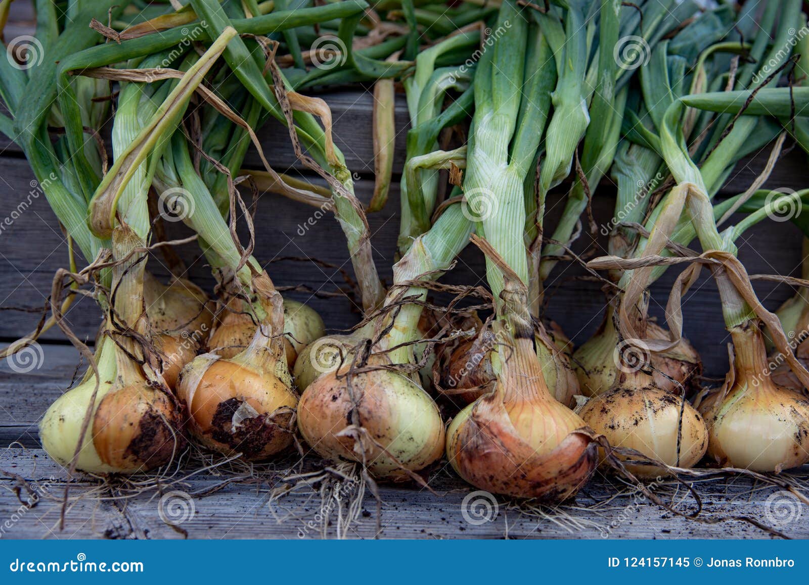 Fresh Yellow Onions with Tops Still on Stock Image Image of nice