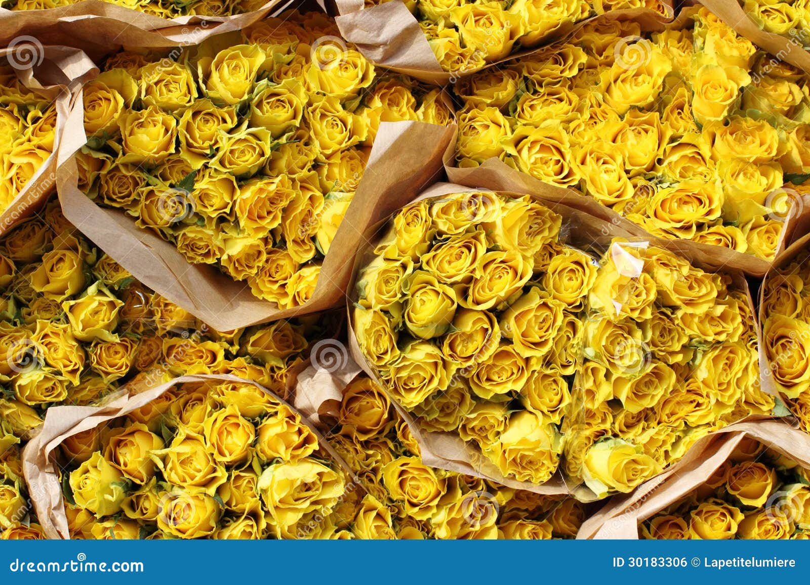 Yellow rose stock photo. Image of beauty, bouquet, petal 30183306