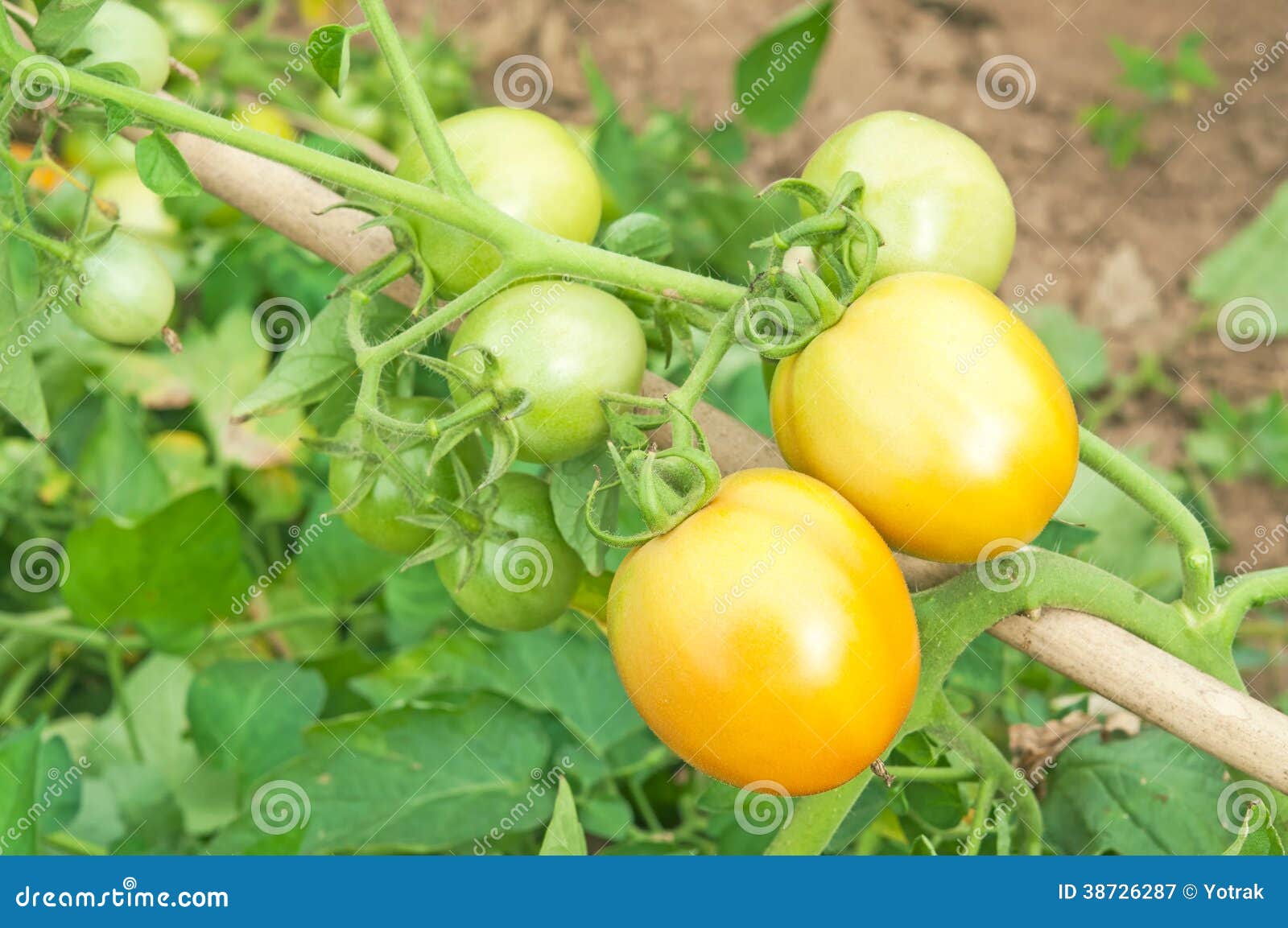 Fresh yellow tomatoes stock image. Image of diet, harvest 38726287