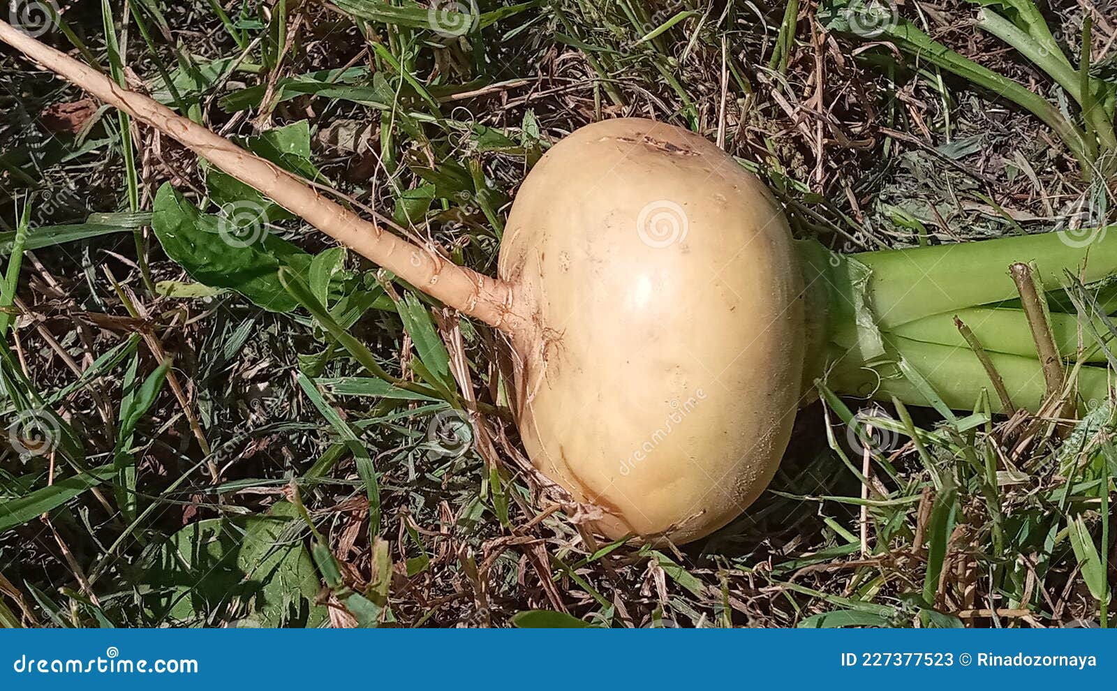 Fresh Yellow Turnip. Background of Russian Turnips Stock Image Image