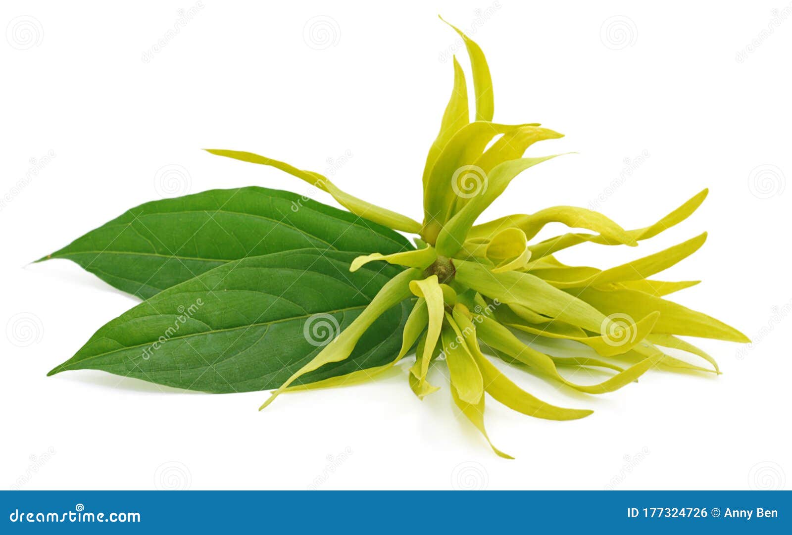 Ylangylang Flower Isolated on White Background Stock Photo Image of