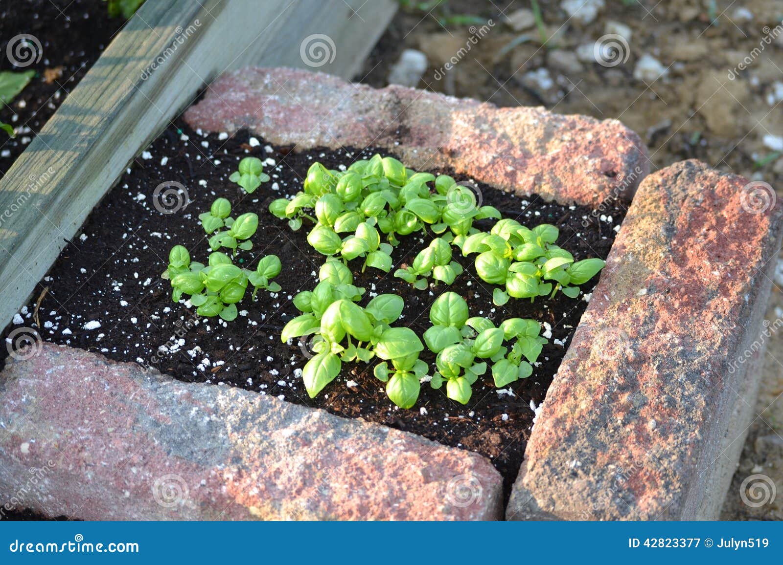 Fresh young basil plants stock image. Image of mediterranean 42823377