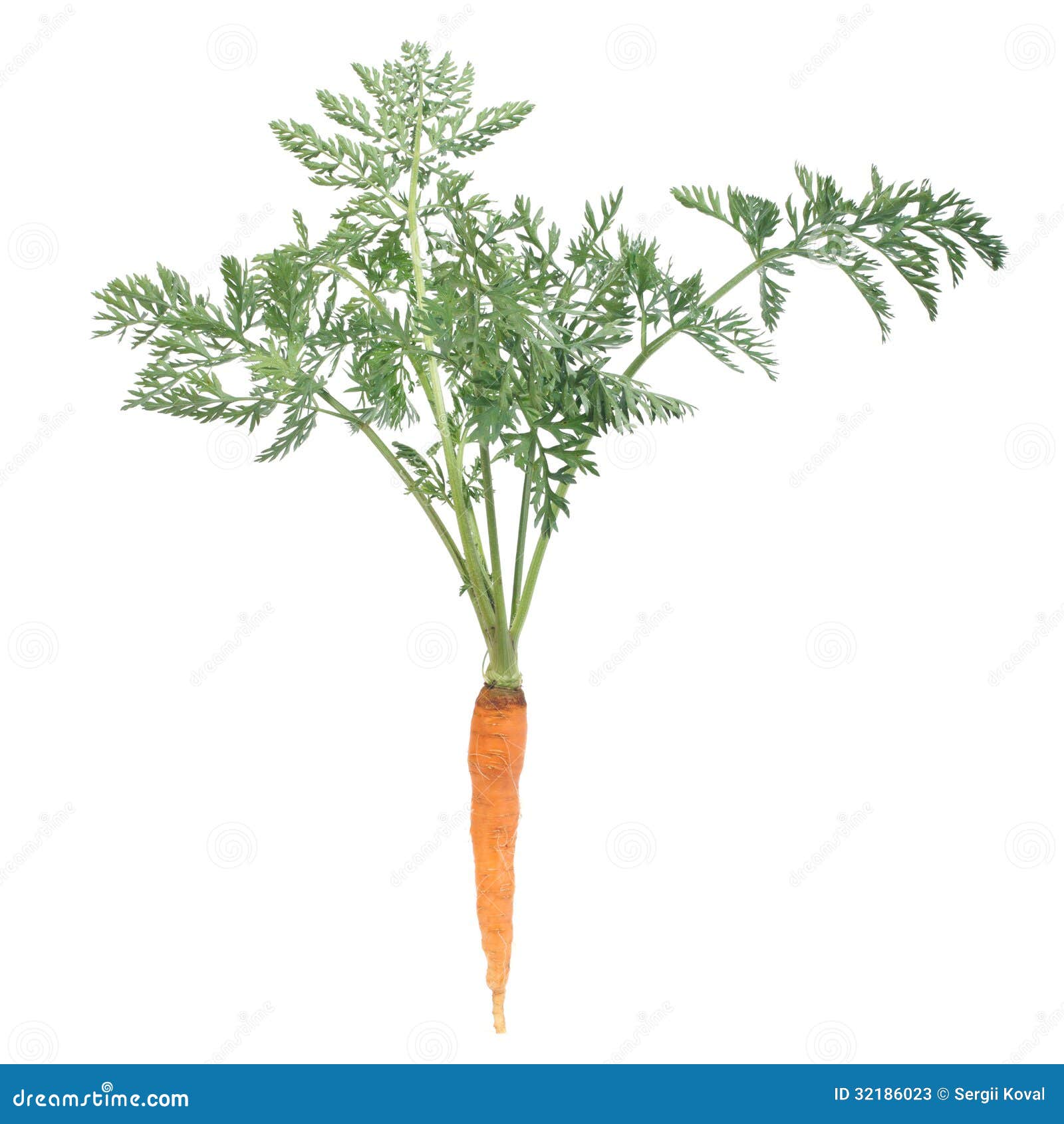 A Fresh Young Carrots with Green Leaves Isolated Stock Image Image of