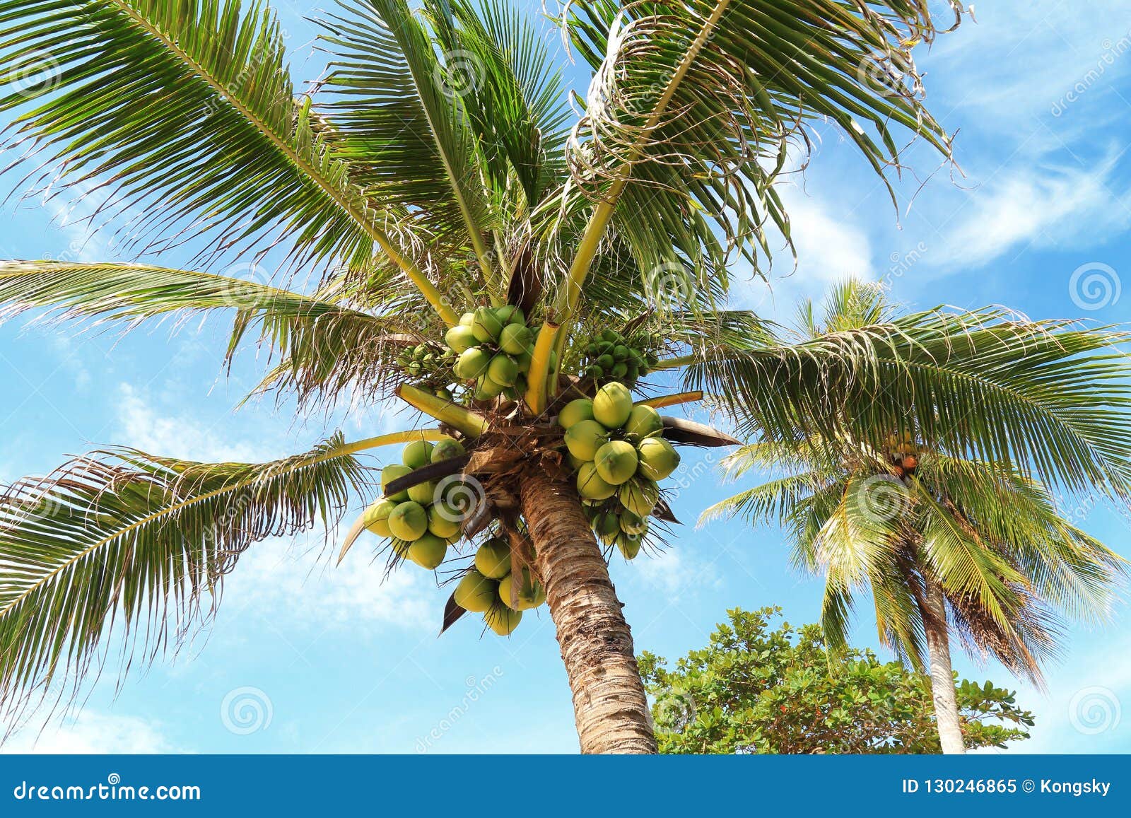 Fresh Young Coconut on Tree Stock Image - Image of farm, agriculture