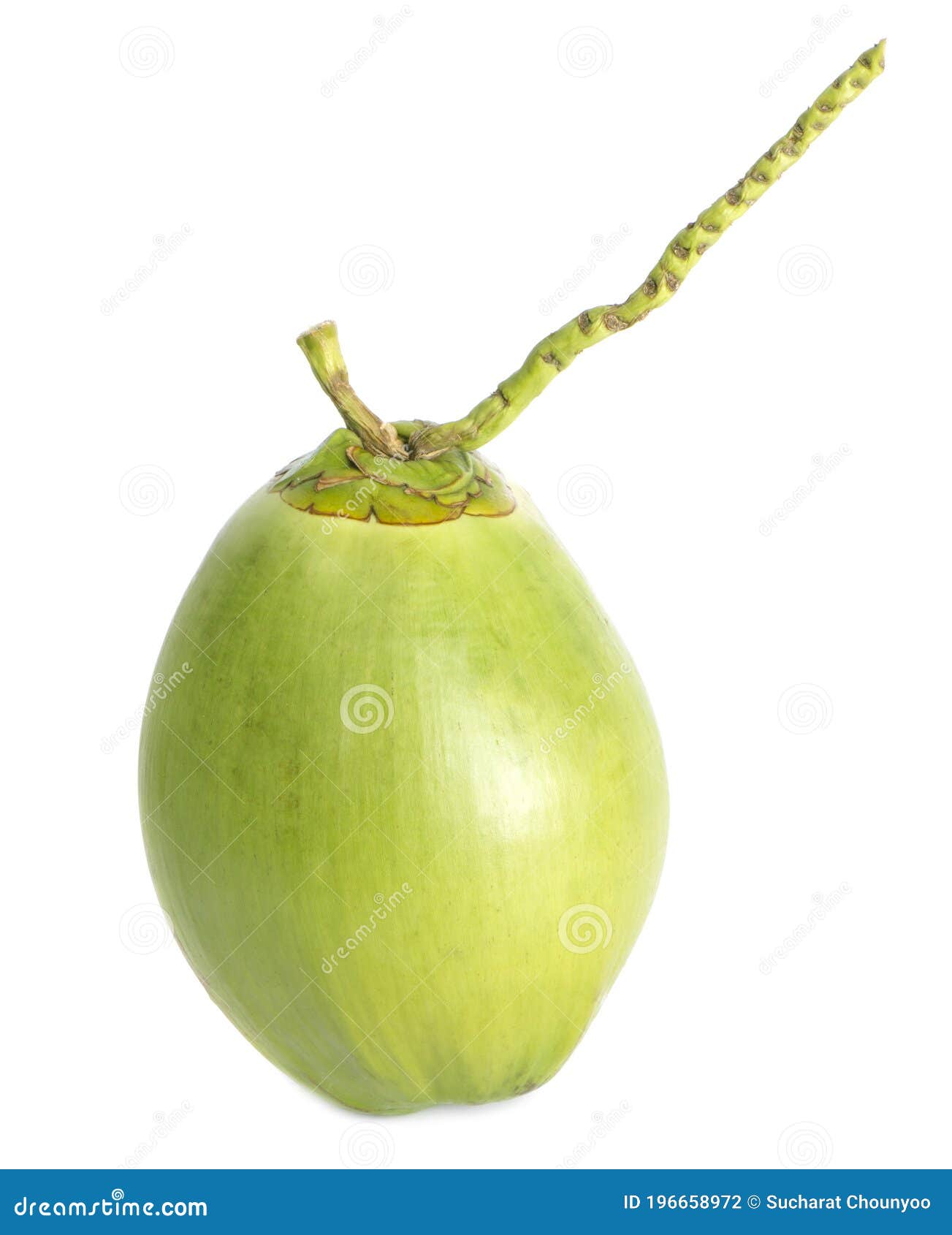 Fresh Young Coconuts an Isolated on a White Background Stock Photo ...