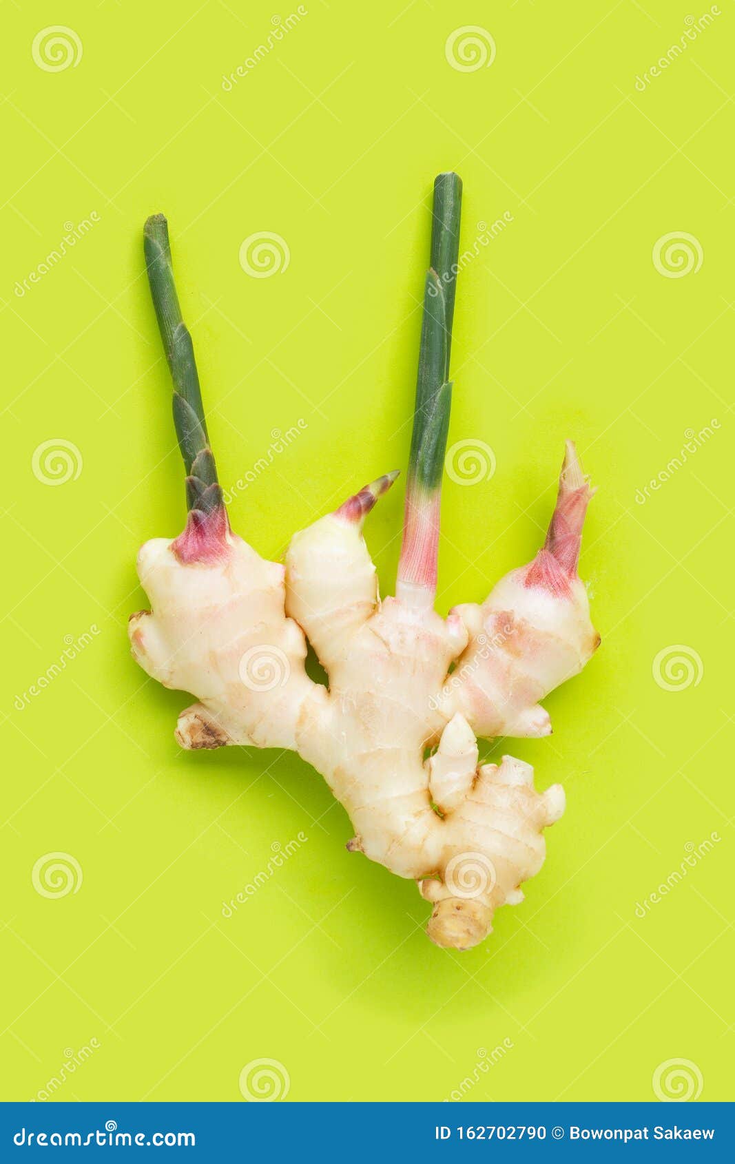 Fresh Young Ginger on Green Background Stock Photo Image of blossom