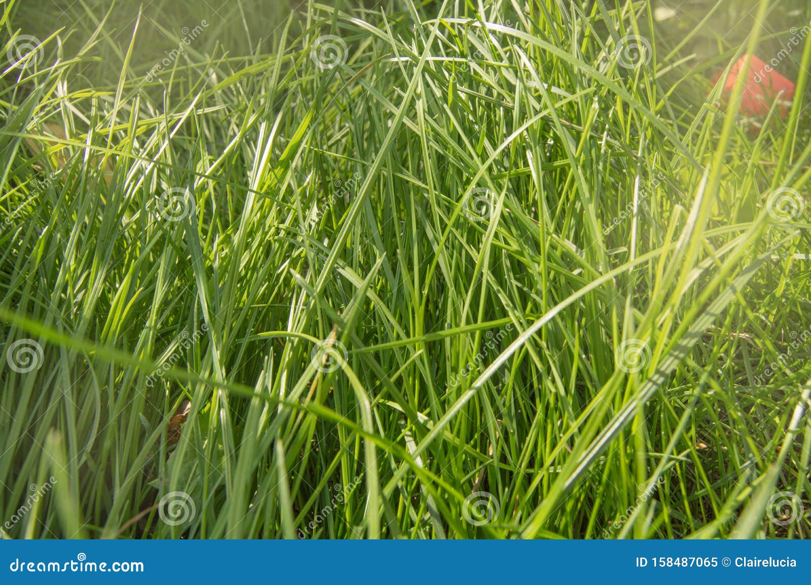 Fresh Young Green Summer Grass and Sunlight, Natural Background Stock