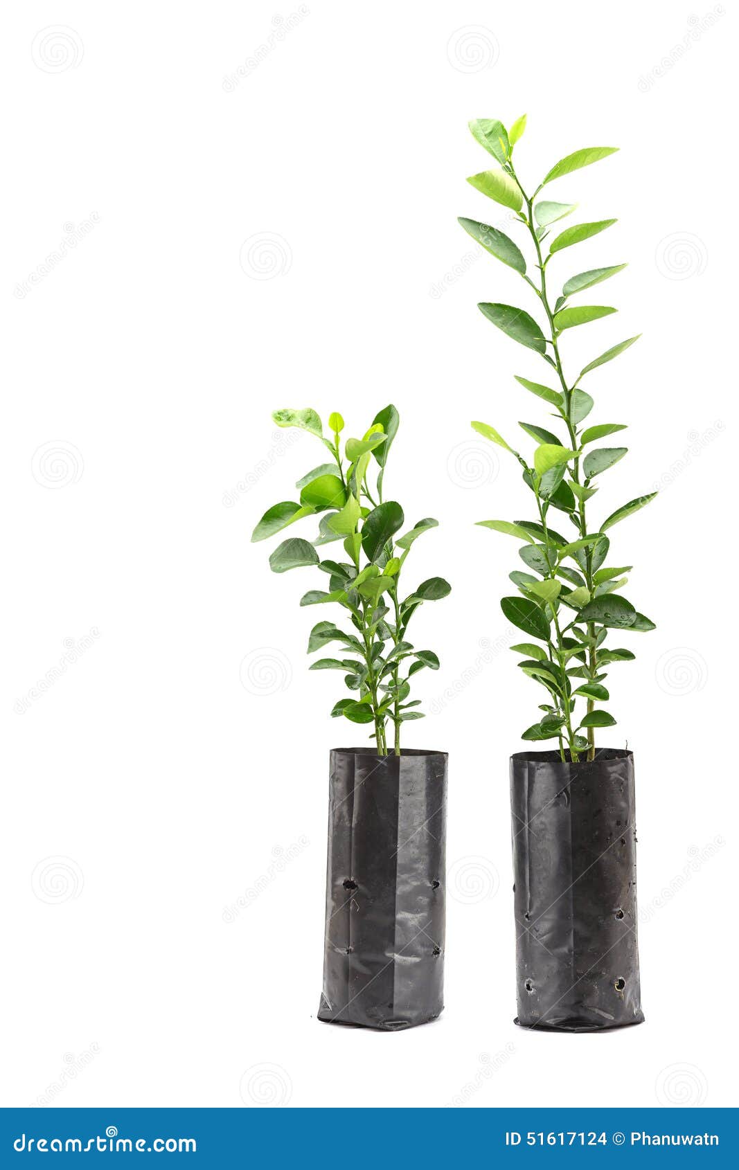 Young Lime On The Tree RoyaltyFree Stock Photography CartoonDealer