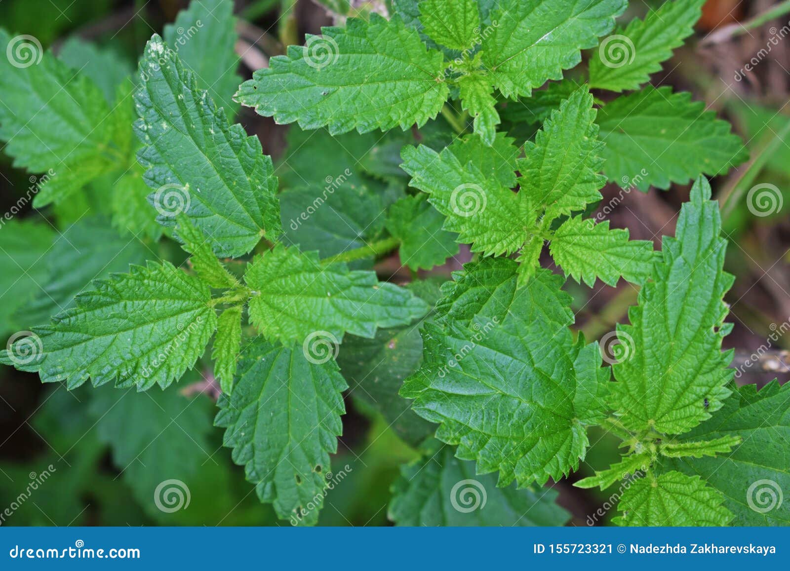 Fresh young nettles. stock image. Image of sting, food 155723321