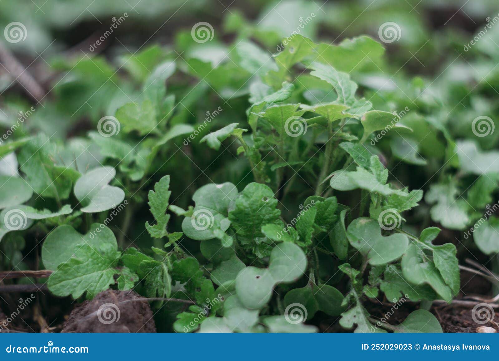 Fresh Young Radish Greens Grew Out of the Ground. Sampling Focus Stock