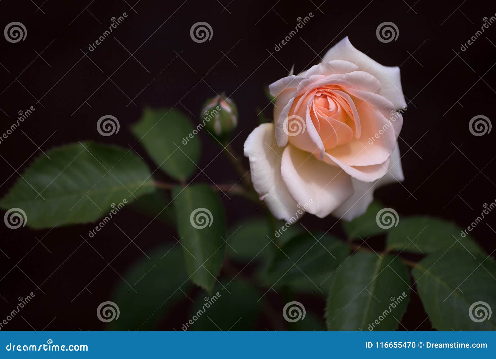 fresh young rose bud blooming in dark ambience