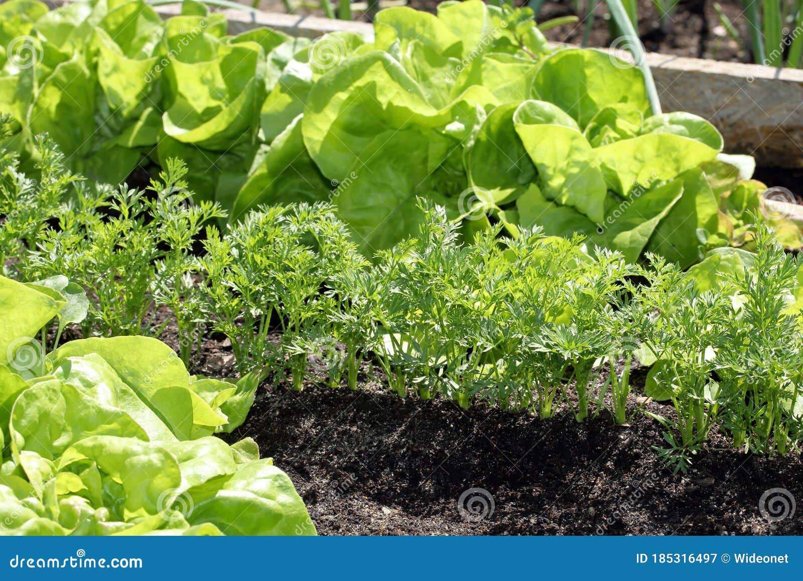 Fresh Young Spring Carrots Grow on a Garden Bed Stock Image Image of