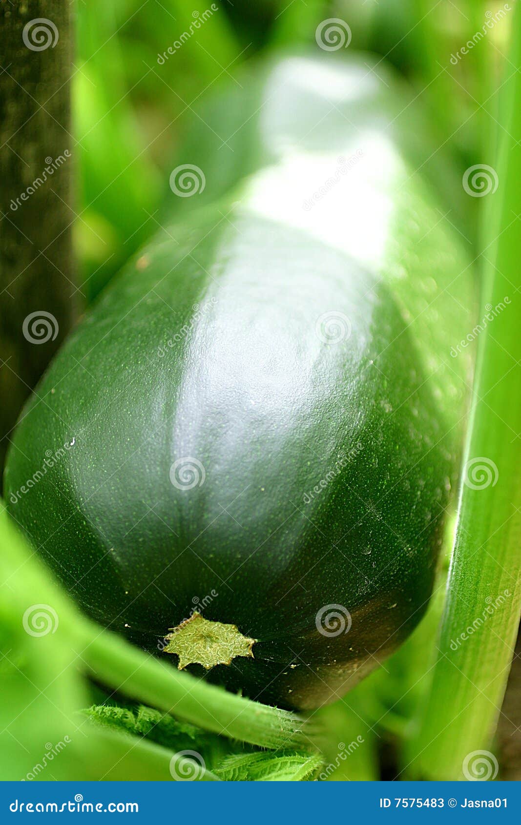 Fresh zucchini stock image. Image of recipe, healthy, leaves 7575483