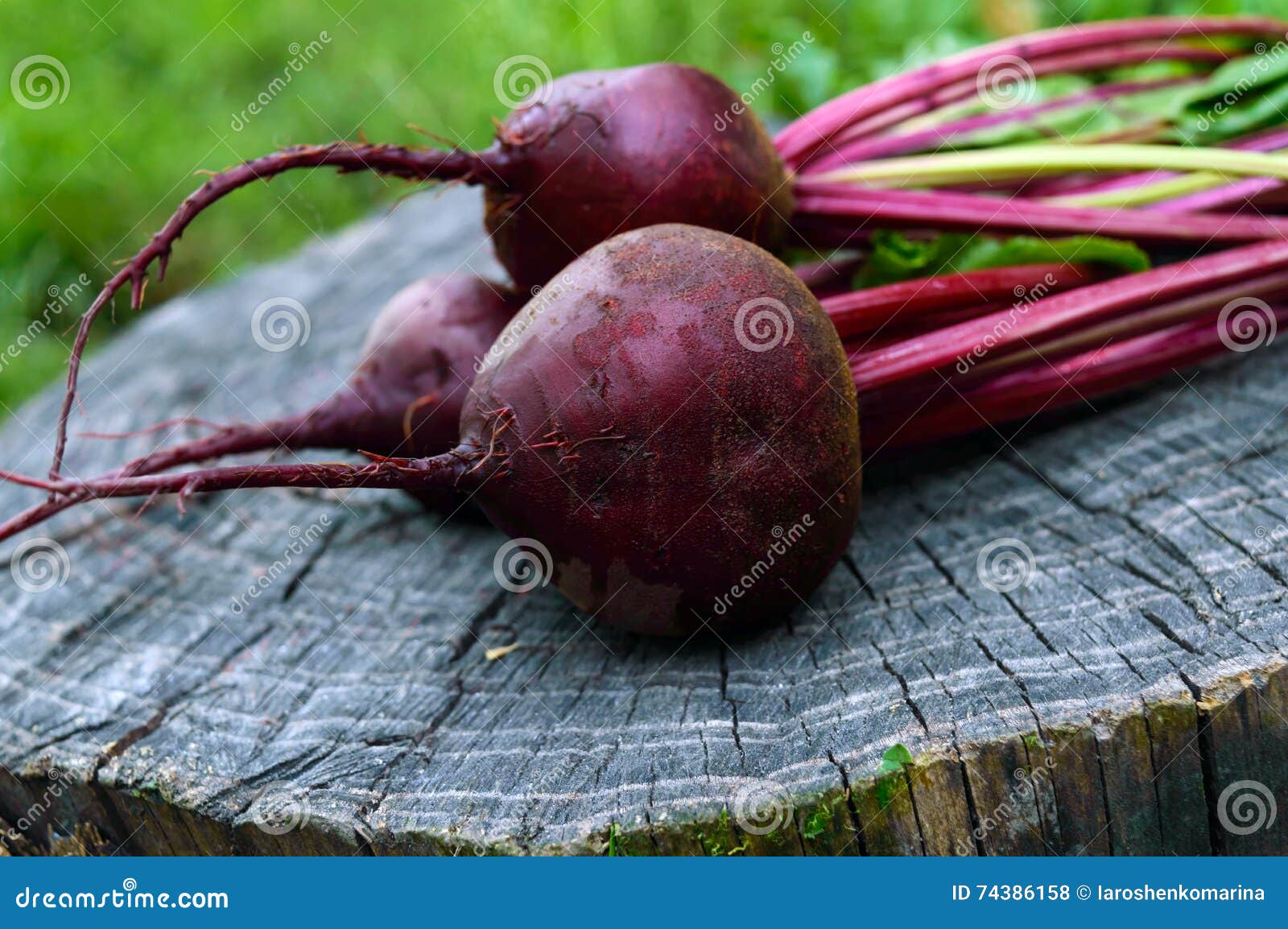Freshly Beets on an Old Tree Stump. Stock Photo Image of beet, field