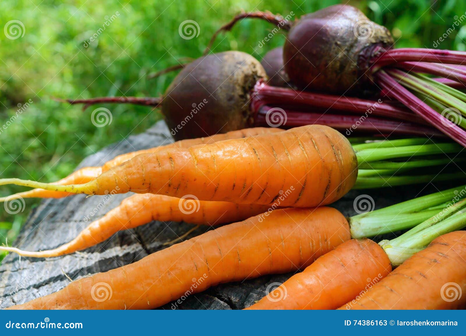Freshly Carrots and Beets on an Old Tree Stump Stock Image Image of