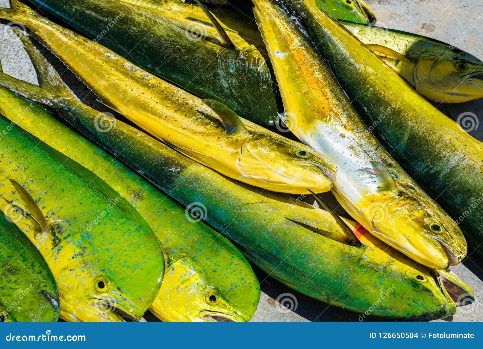 Fresh dolphin fish stock photo. Image of dolphinfish