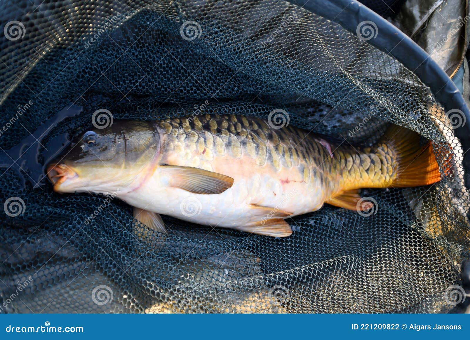 Freshly Caught Carp in a Wet Carp Bed. Carp Fishing. Professional Fishing  Equipment Stock Photo - Image of bait, carp: 221209822