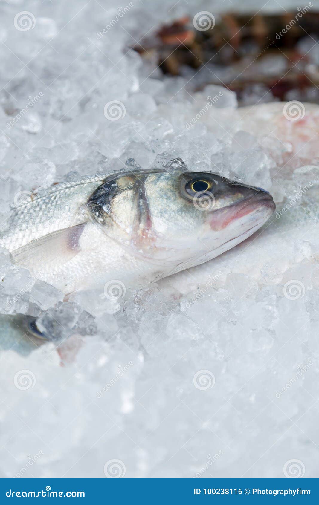 FreshlyCaught Fish on Ice stock photo. Image of healthy 100238116