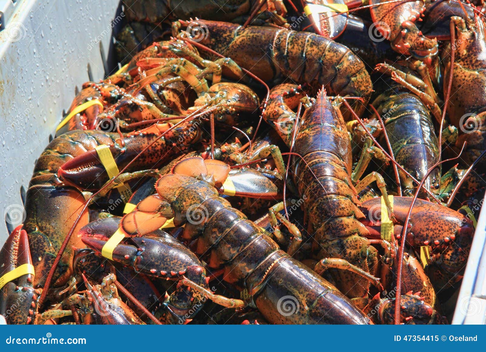 Freshly Caught Maine Lobster Stock Image Image of atlantic, container