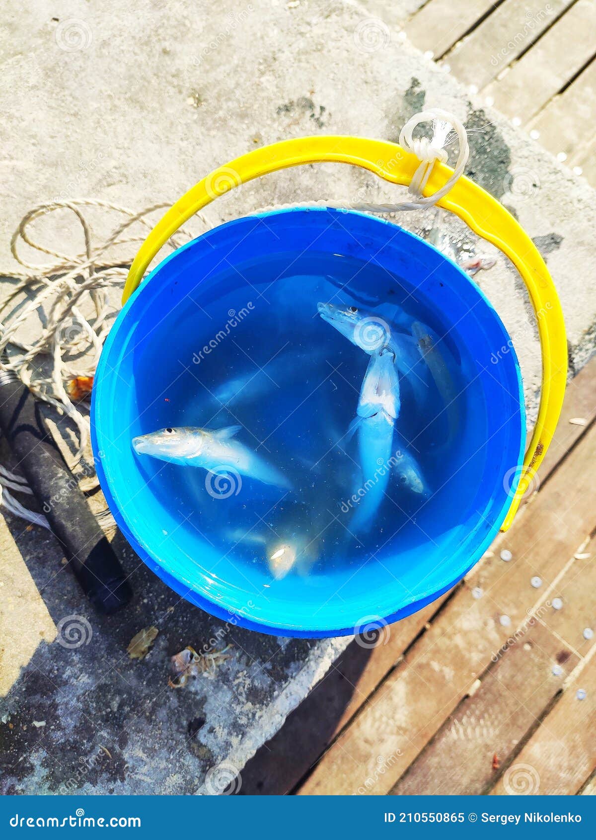 Freshly Caught Small Fish in a Bucket while Fishing Stock Image