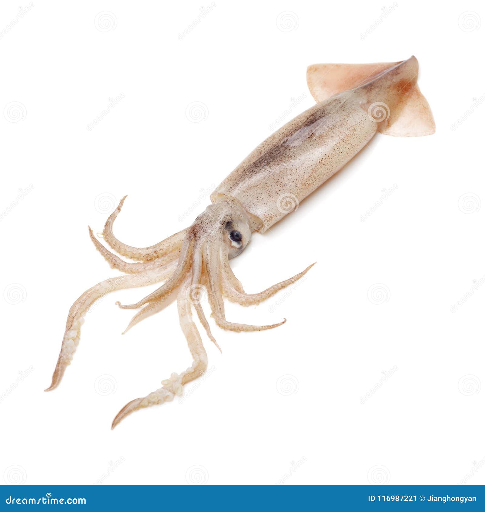 freshly caught squid thats shinny