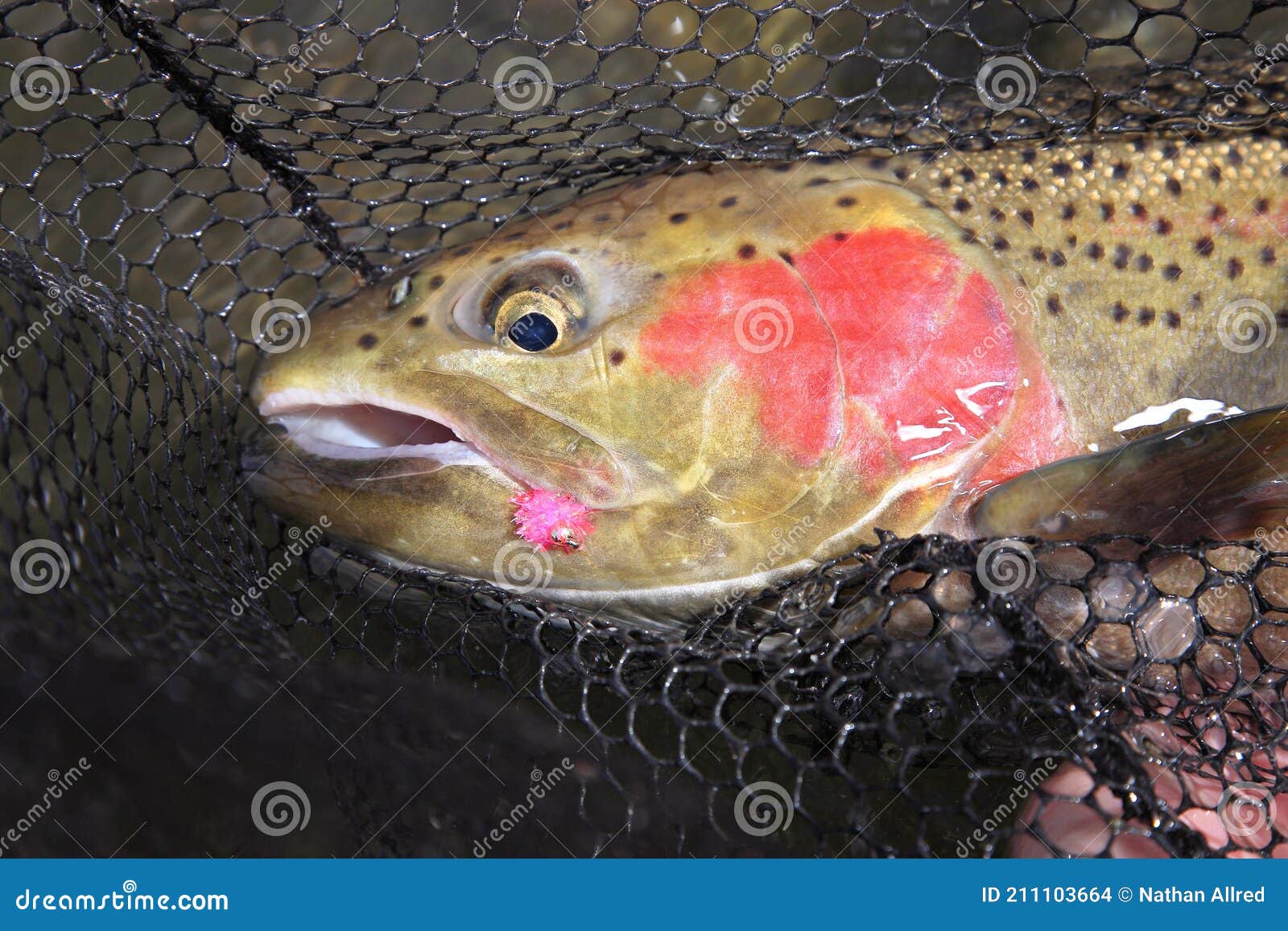 Steelhead Trout in Net with Fly in Mouth Stock Photo - Image of