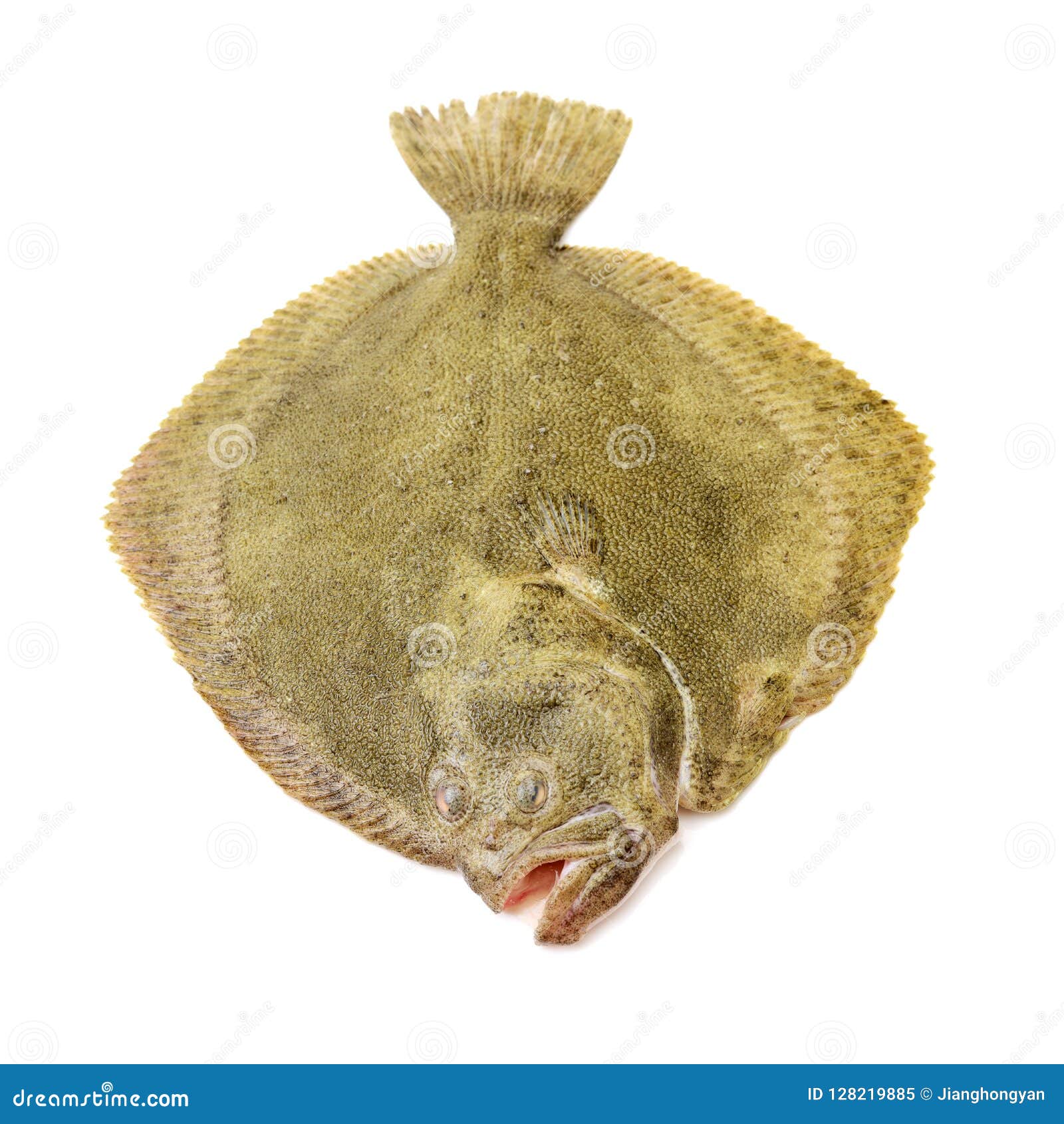 freshly caught turbot psetta maxima