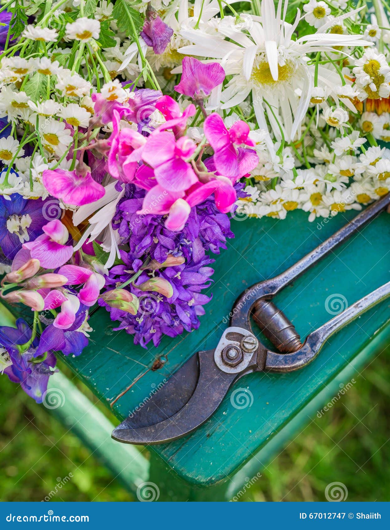 Freshly Cut Flowers in Sunny Garden Stock Image Image of natural