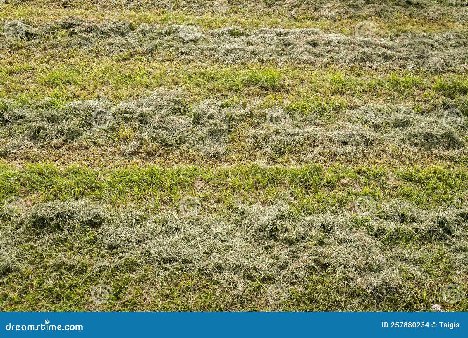 Freshly Cut Grass in a Field in Rows Stock Photo Image of feed, grass