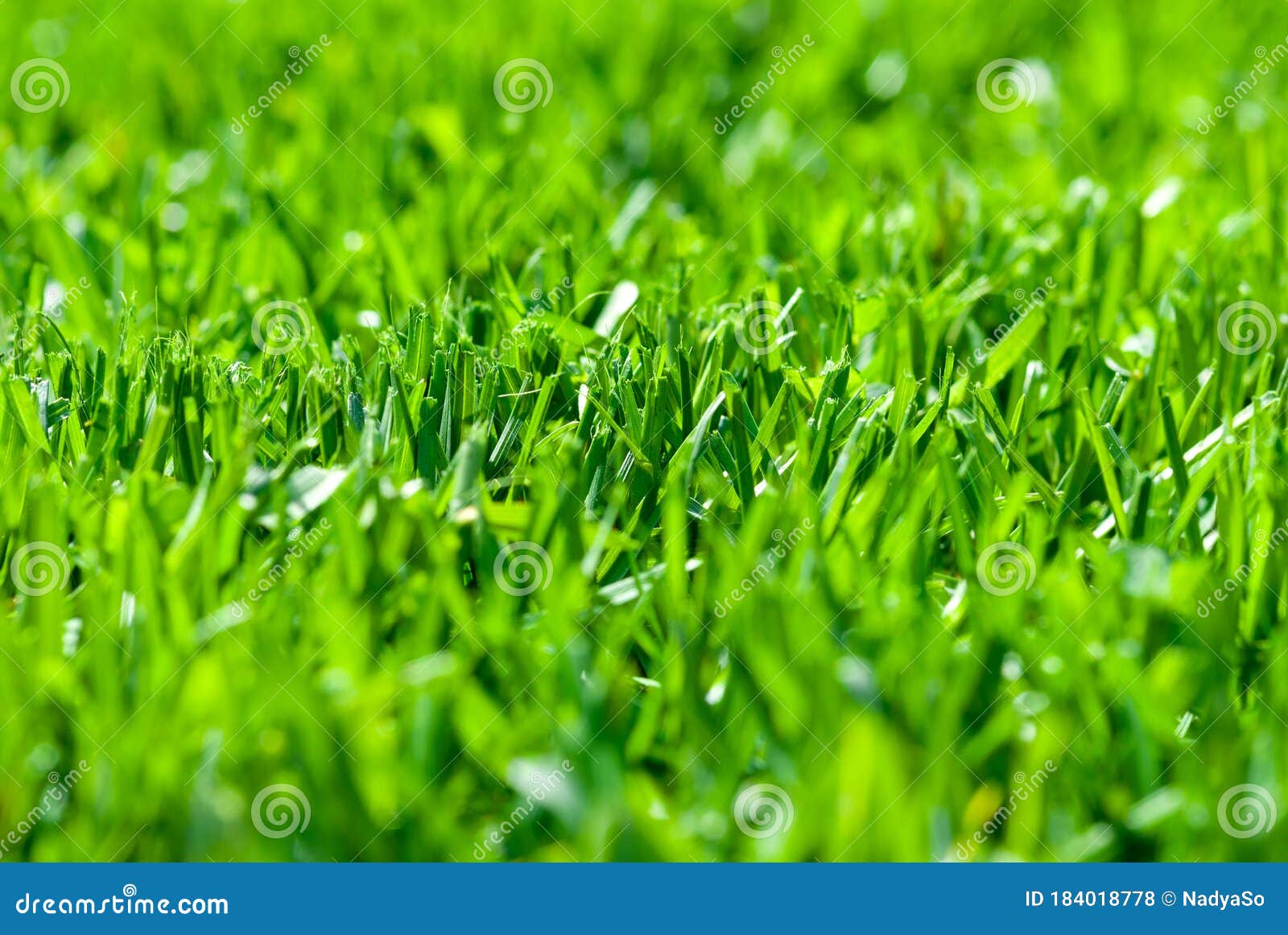 Freshly Cut Grass, Macro Shot with Selective Focus Stock Photo - Image