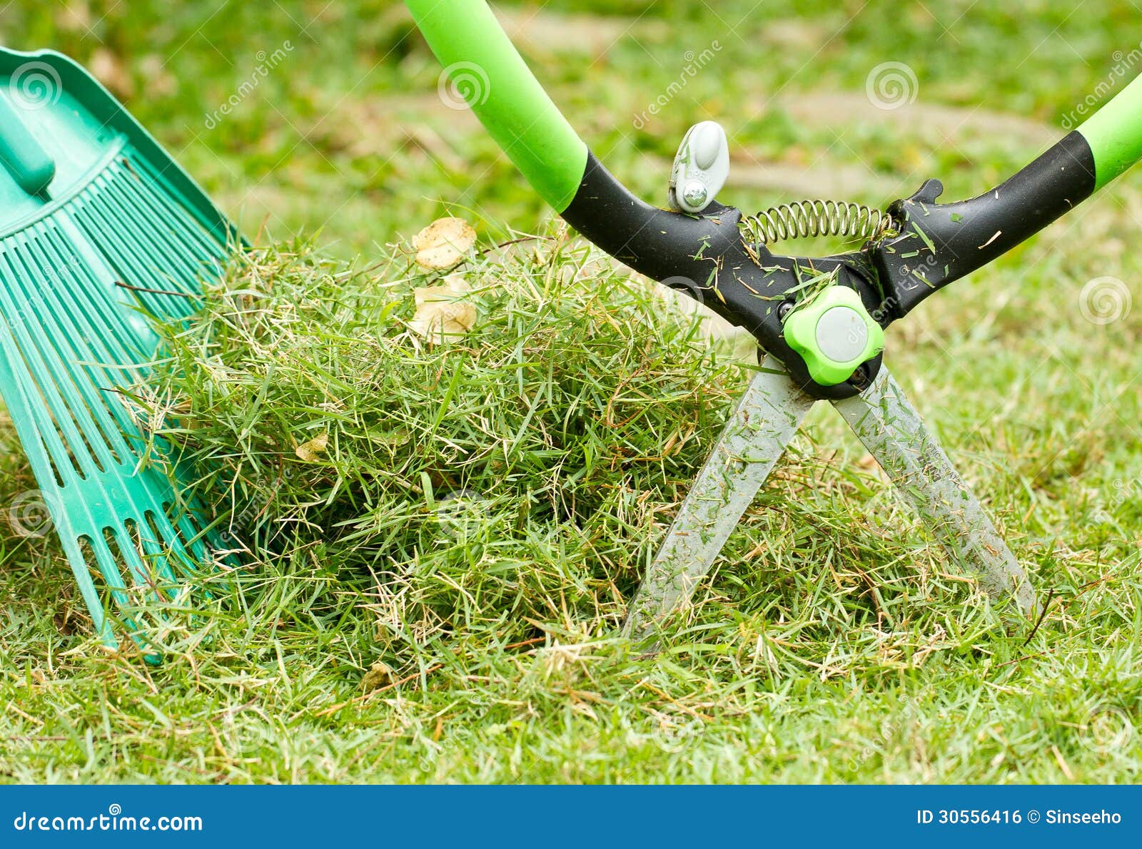 Freshly cut grass stock photo. Image of food, fresh, grass 30556416