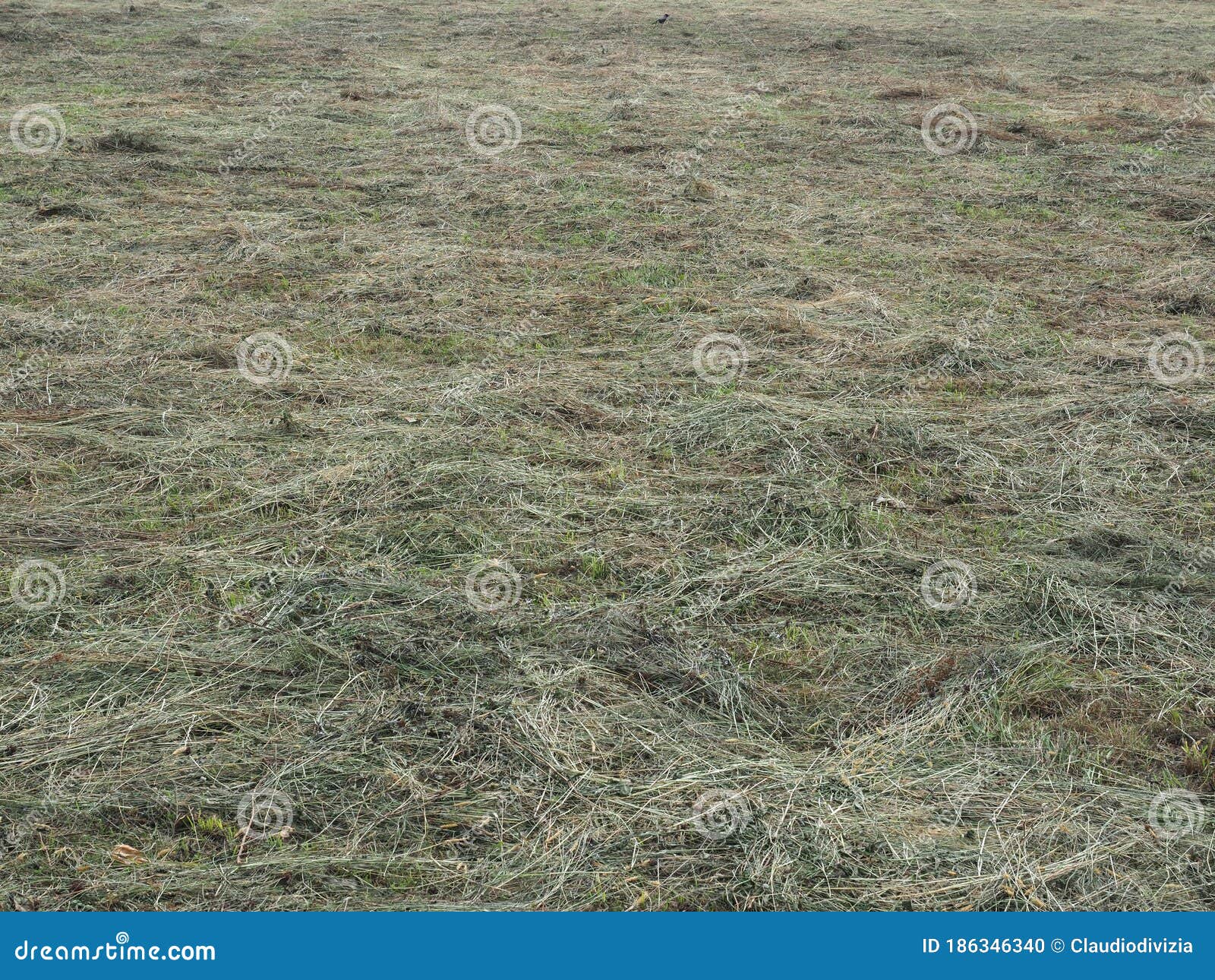 Freshly cut hay stock photo. Image of drying, meadow 186346340