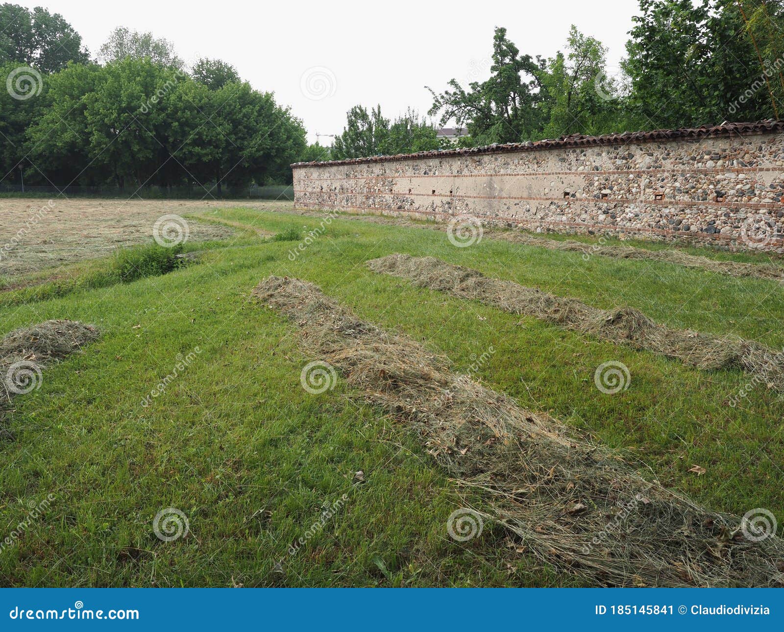 Freshly cut hay stock image. Image of drying, windrow 185145841
