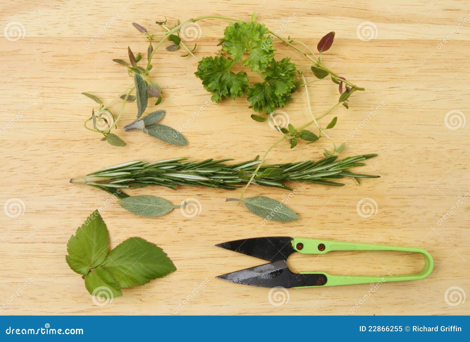 Freshly cut herbs stock image. Image of rosemary, board 22866255