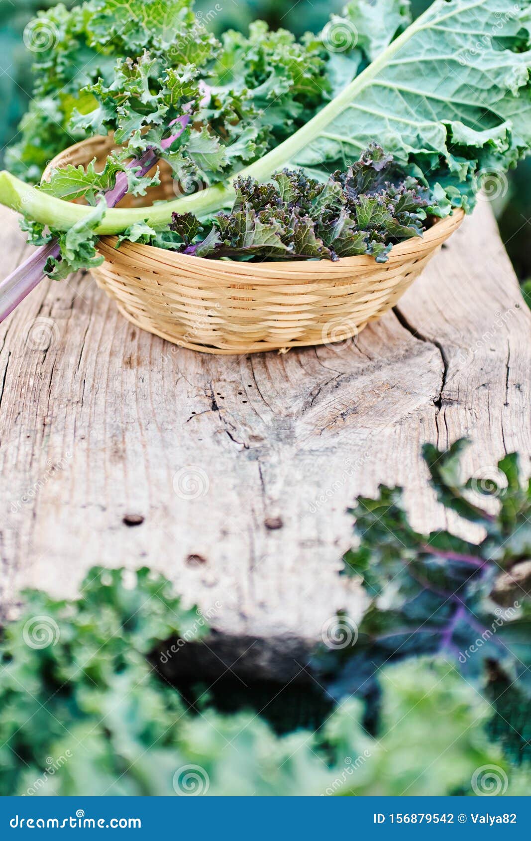 Freshly Cut Leaf of Kale on a Wooden Table. Stock Photo Image of