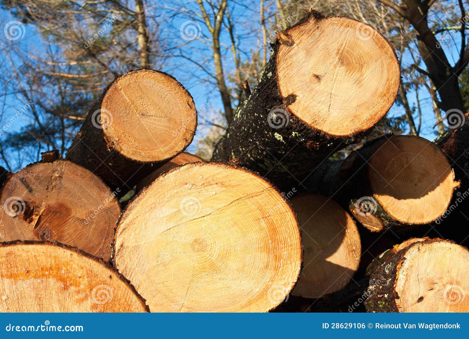 Freshly cut pine trees stock photo. Image of arborists 28629106