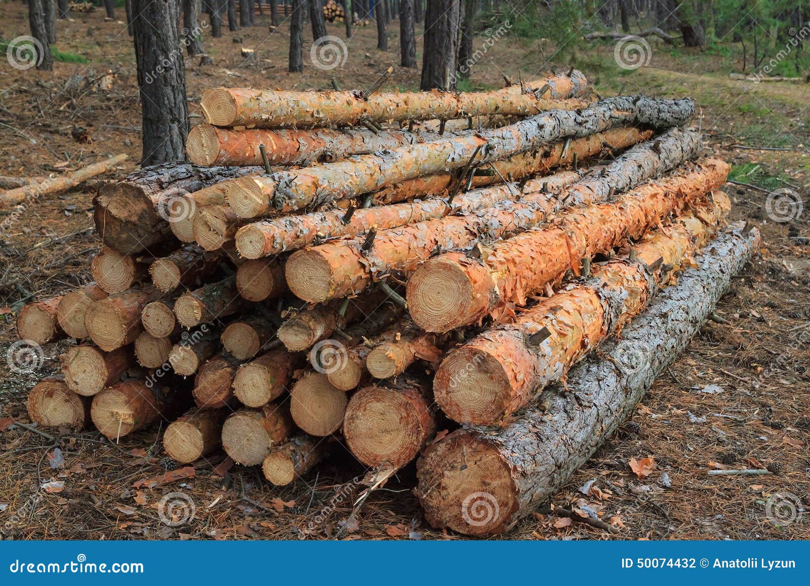 Freshly Cut Tree Logs Piled Up Stock Photo Image of woodland, bark