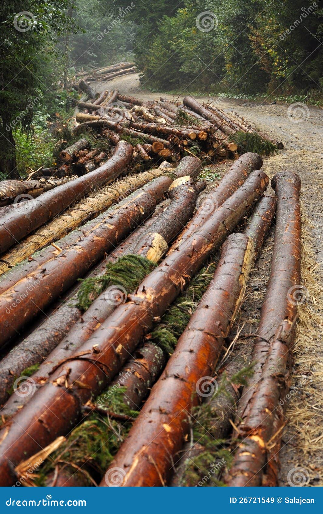 Freshly Cut Tree Trunks Near a Forest Road Stock Image Image of stack