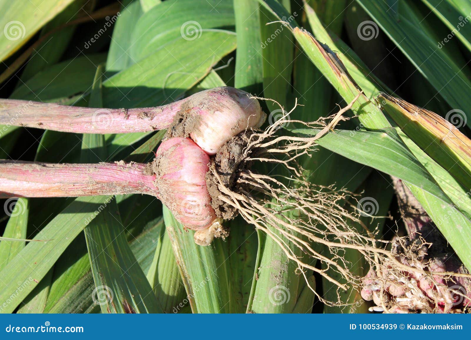 freshly dug gladiolus corm with roots
