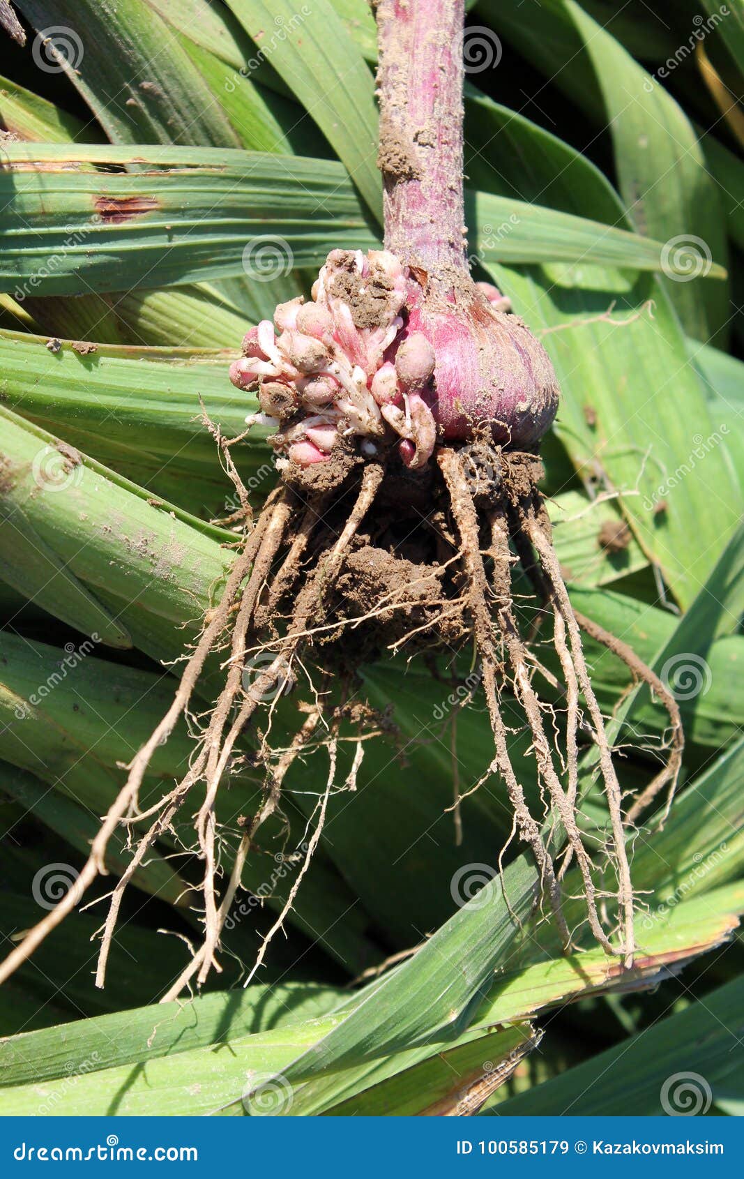 freshly dug gladiolus corm with roots