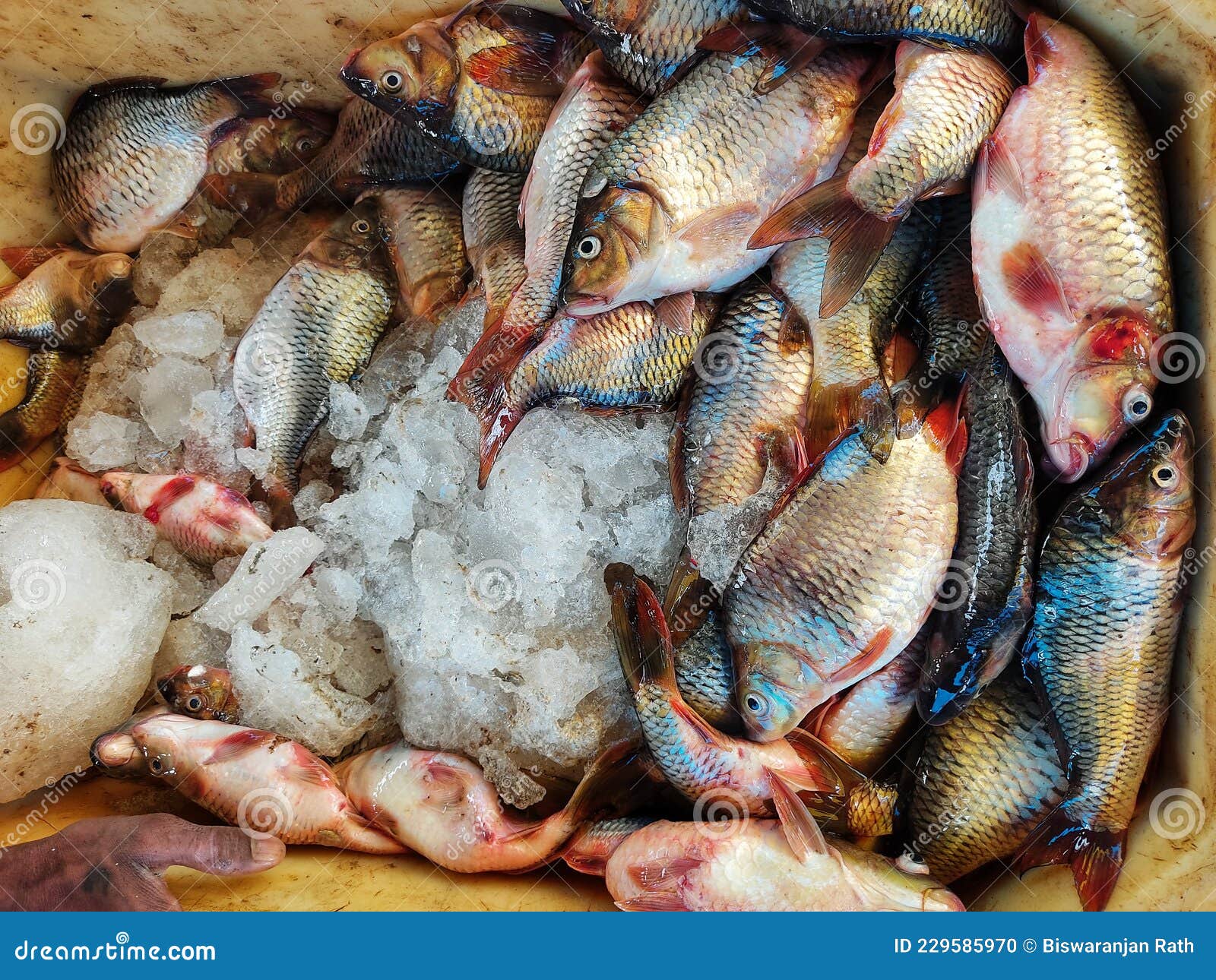 Freshly Harvested Common Carp Cyprinus Carpio Fish in Basket with Ice Ready  for Export for Sale Stock Photo - Image of freshwater, common: 229585970