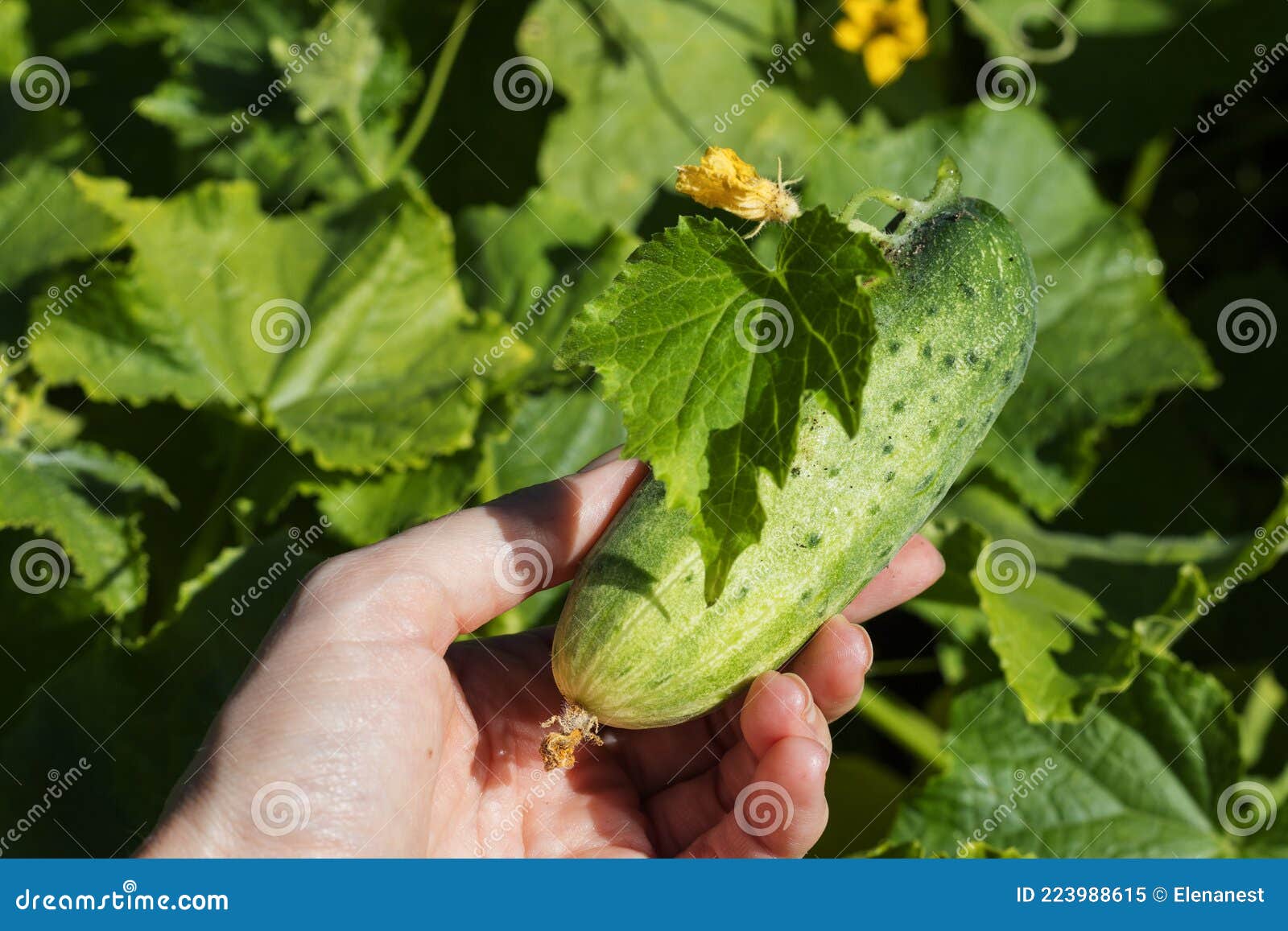 a freshly harvested cucumber in a woman`s hand. harvesting of organic vegetable